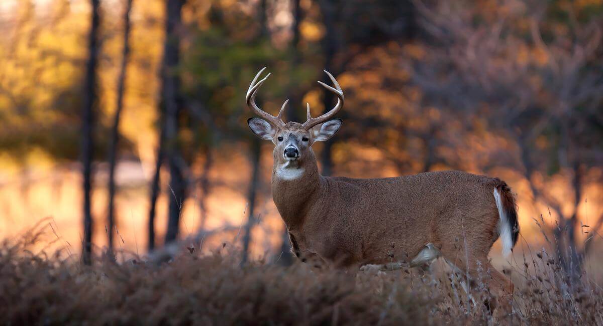 Buck in wood area, in the fall or winter