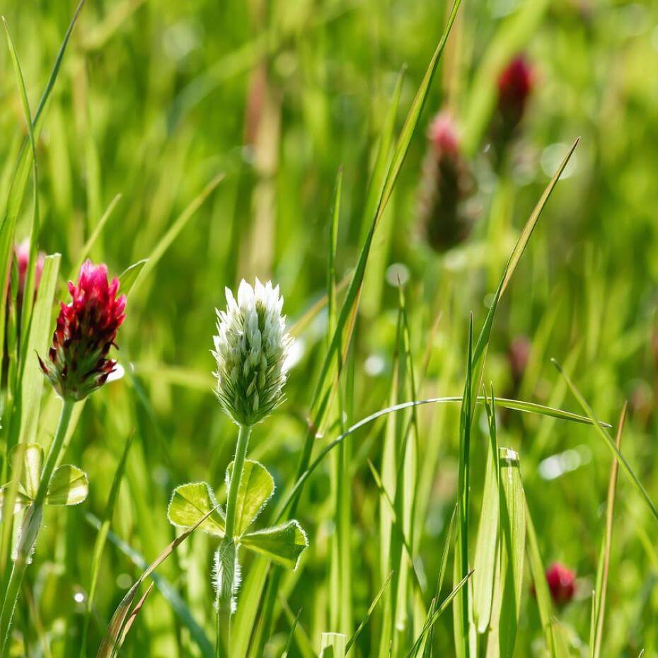 A field with various patches of vegetation.