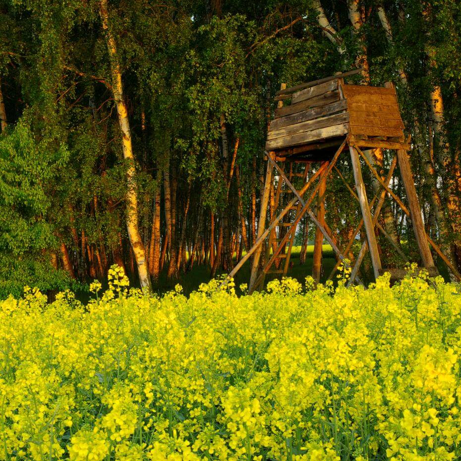 A wooden hunting stand on stilts rises above a vibrant field of yellow wildflowers, bordered by a dense forest of tall green trees. Sunlight filters softly through the trees, casting a warm, golden glow across the scene, evoking a peaceful, early-morning wilderness atmosphere.