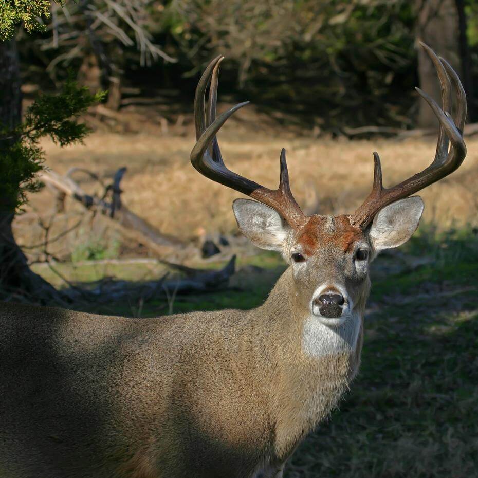 A white tail deer with large antlers looking at the camera.